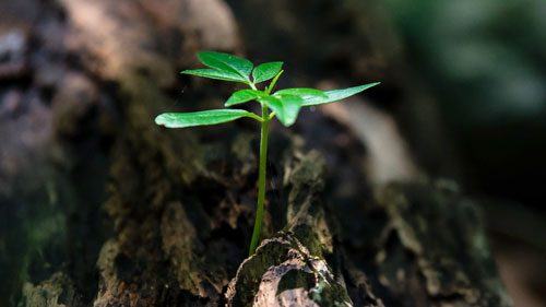 Bild einer jungen Pflanze symbolisiert Wachstum einer Microsite